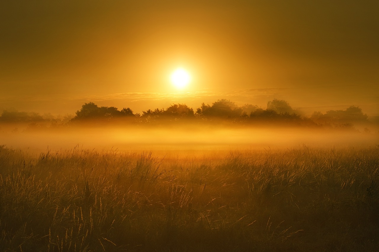 trees, woodlands, sunrise, sky, cloud, fog, mist, marsh, marshland, landscape, nature, forest, scenic, outdoors, silhouette, sunrise, sunrise, sunrise, sunrise, sunrise