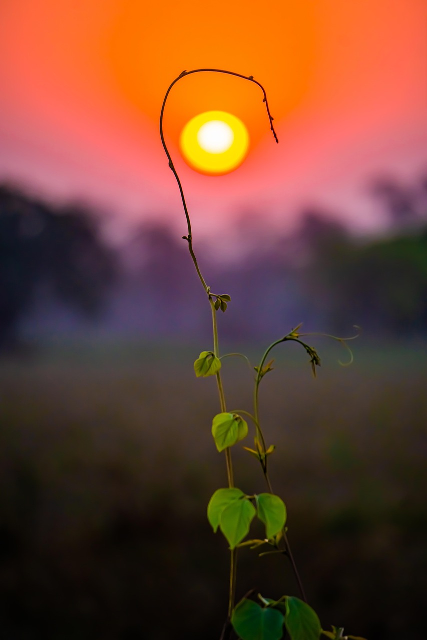 sunset, dry, desert, landscape, nature, sky, travel, sun, scenic, outdoors, hot, adventure, mountains, planet, alone, bolivia, natural, heat, arid, environment, water, pantanal, brazil